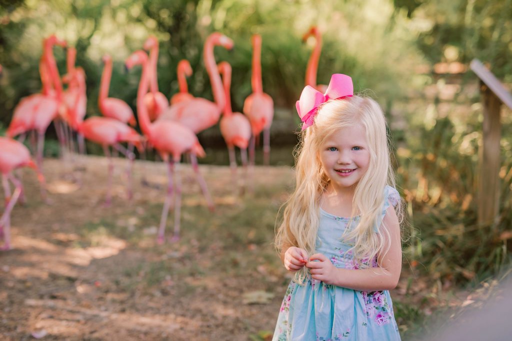 16 Kids and Family Photo Shoot Ideas. Photo session ideas for babies, kids, and families. Unique photo shoot ideas for kids and families. Flamingo encounter photo shoot. Flamingo photo shoot.